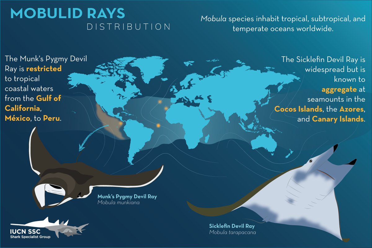Happy Shark Awareness Day from the IUCN SSC Shark Specialist Group (SSG)! This year we are putting the spotlight on mobulid rays.

Join us for a day of celebration and awareness-raising! Please use hashtags #SharkAwarenessDay and #mobulidrays