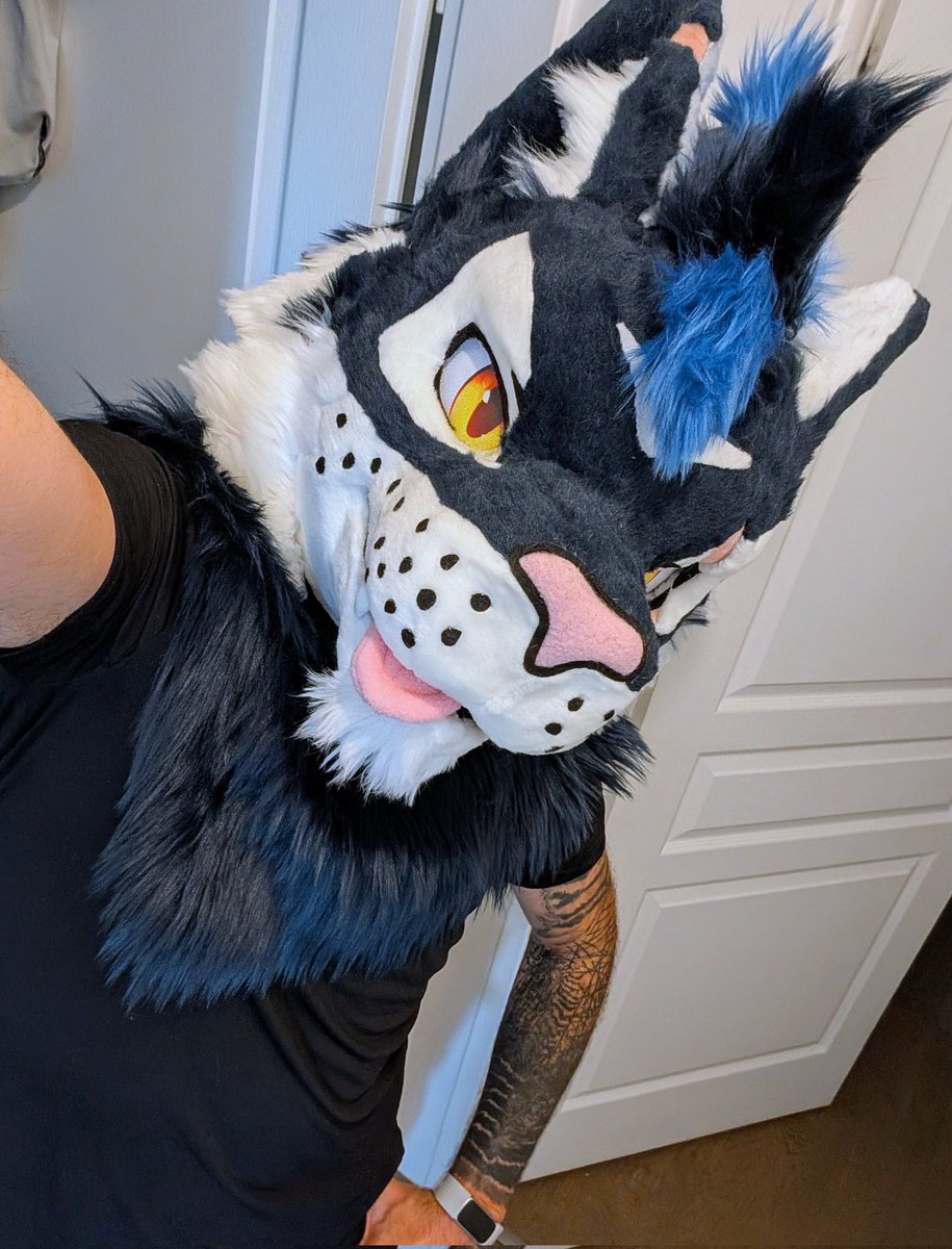 StormyPupCat's tweet image. Just 10 more days until this handsome boy goes to his first con! I can't wait :3