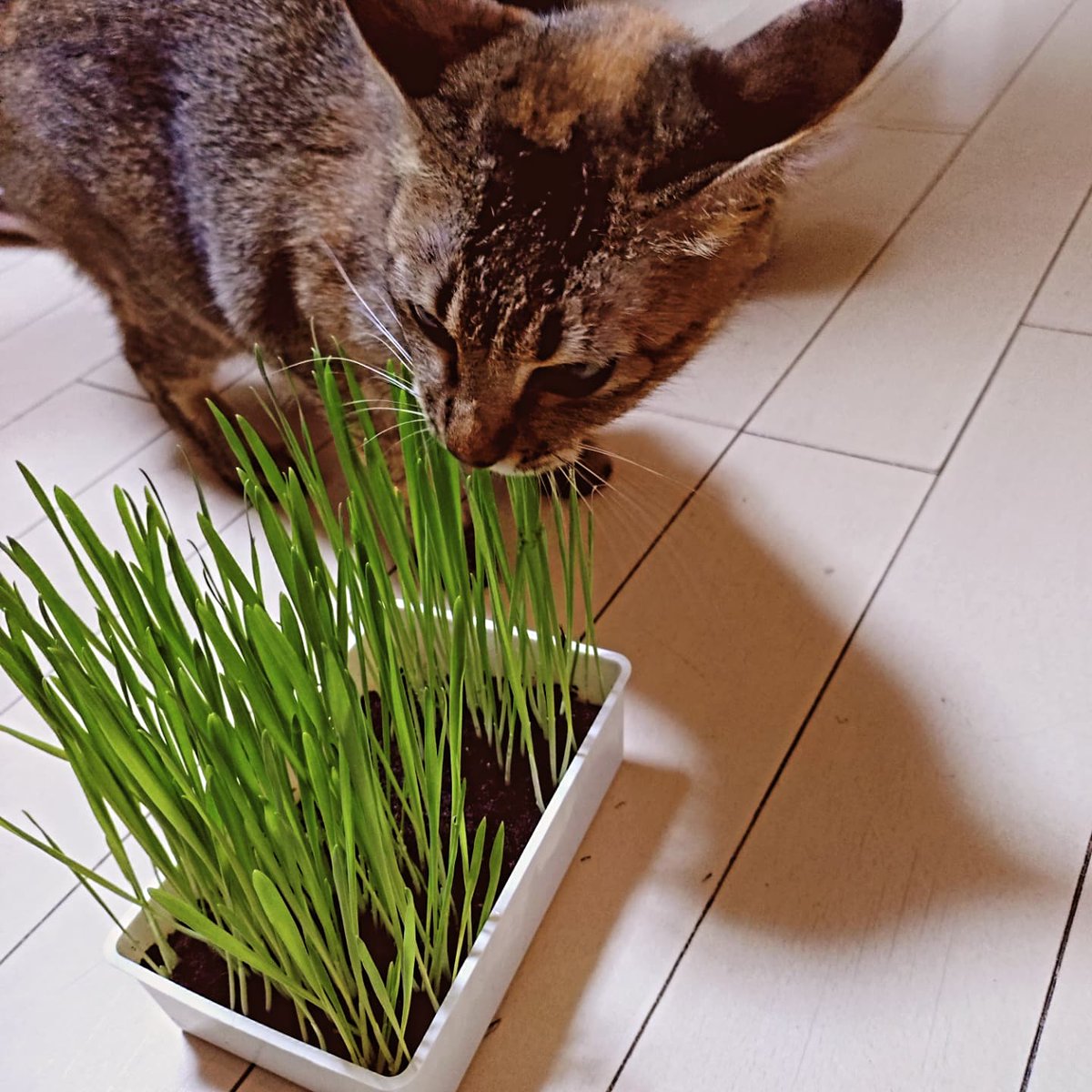 おやつ🐱