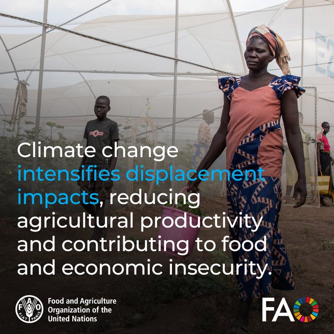 FAOemergencies's tweet image. Conflict and climate shocks are forcing millions from their homes and worsening hunger.
@FAO helps refugees rebuild their lives, restore food systems, and regain self-reliance 👉 bit.ly/3SQnqsB