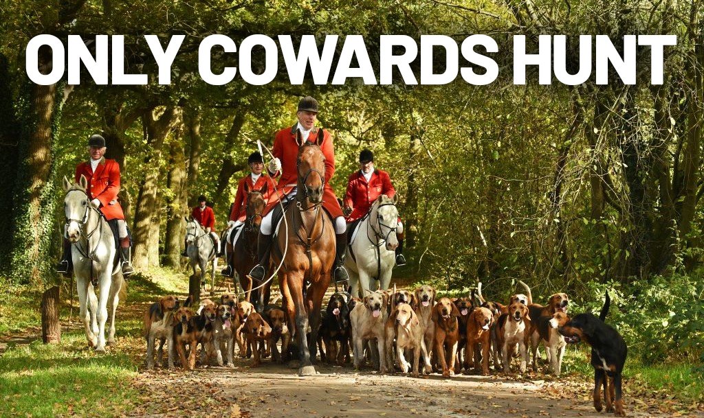 Only cowards kill foxes for sport 👇