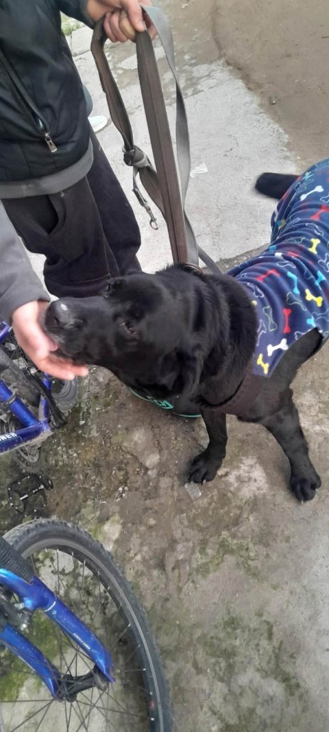 Copio de fb. HAGAMOS CADENA DE DIFUSION !!!
ESTA LLORANDO HORRIBLE, CAPAZ HACE DIAS ESTÁ PERDIDO.
URGENTE APARECIÓ PERDIDO perro macho 
Zona Instrucciones y Belloni.. Puntas de Manga ! Tiene la capita y todo; está re flaco
098116385