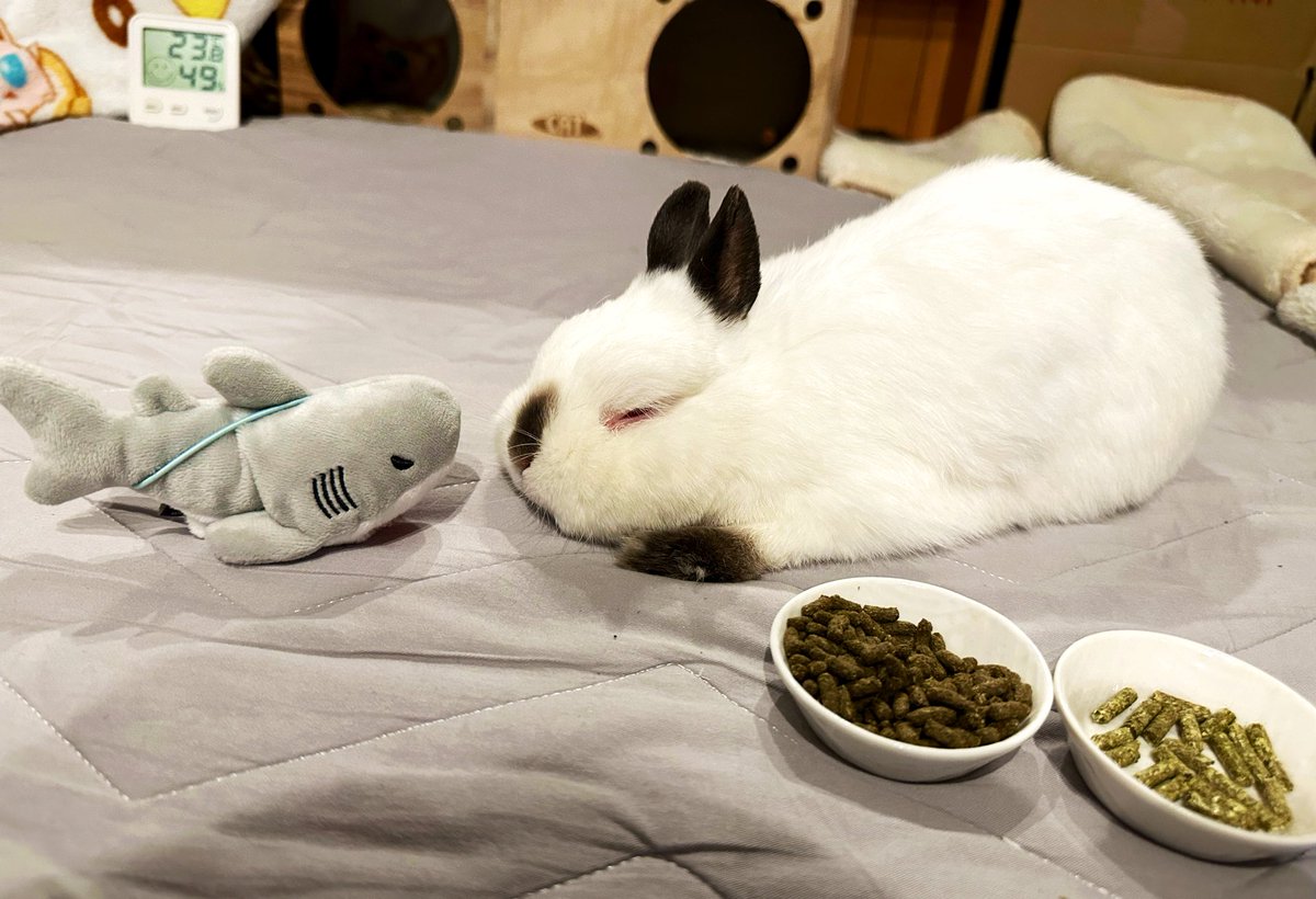 ミラちゃんとサメ🦈🐰

🐰うさぎ🐰