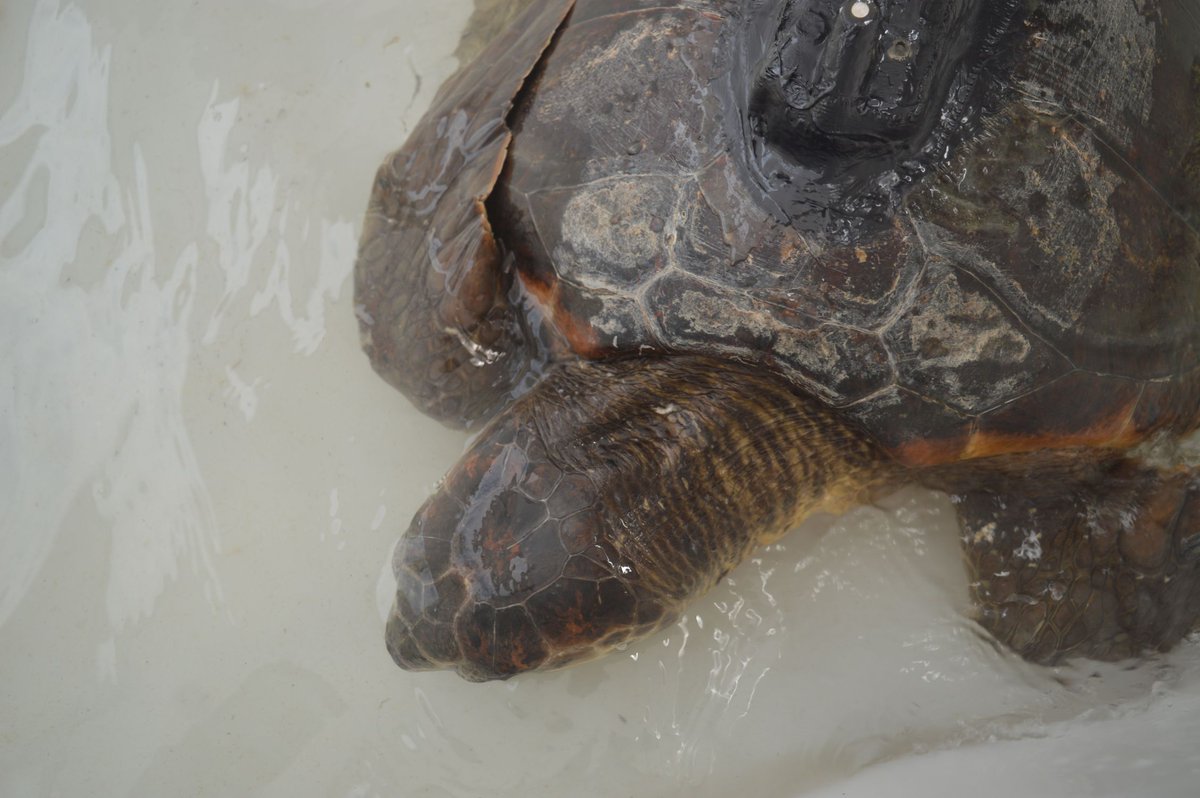 IEOoceanografia's tweet image. Casi la mitad de las playas de anidación de tortugas de todo el mundo presentan microplásticos.
El #IEO_CSIC ha participado en este análisis global de estos contaminantes en las zonas de estudio de 6 océanos.
#PlandeRecuperacion #NextGenerationEU
🔗 tinyurl.com/yj8an5y3