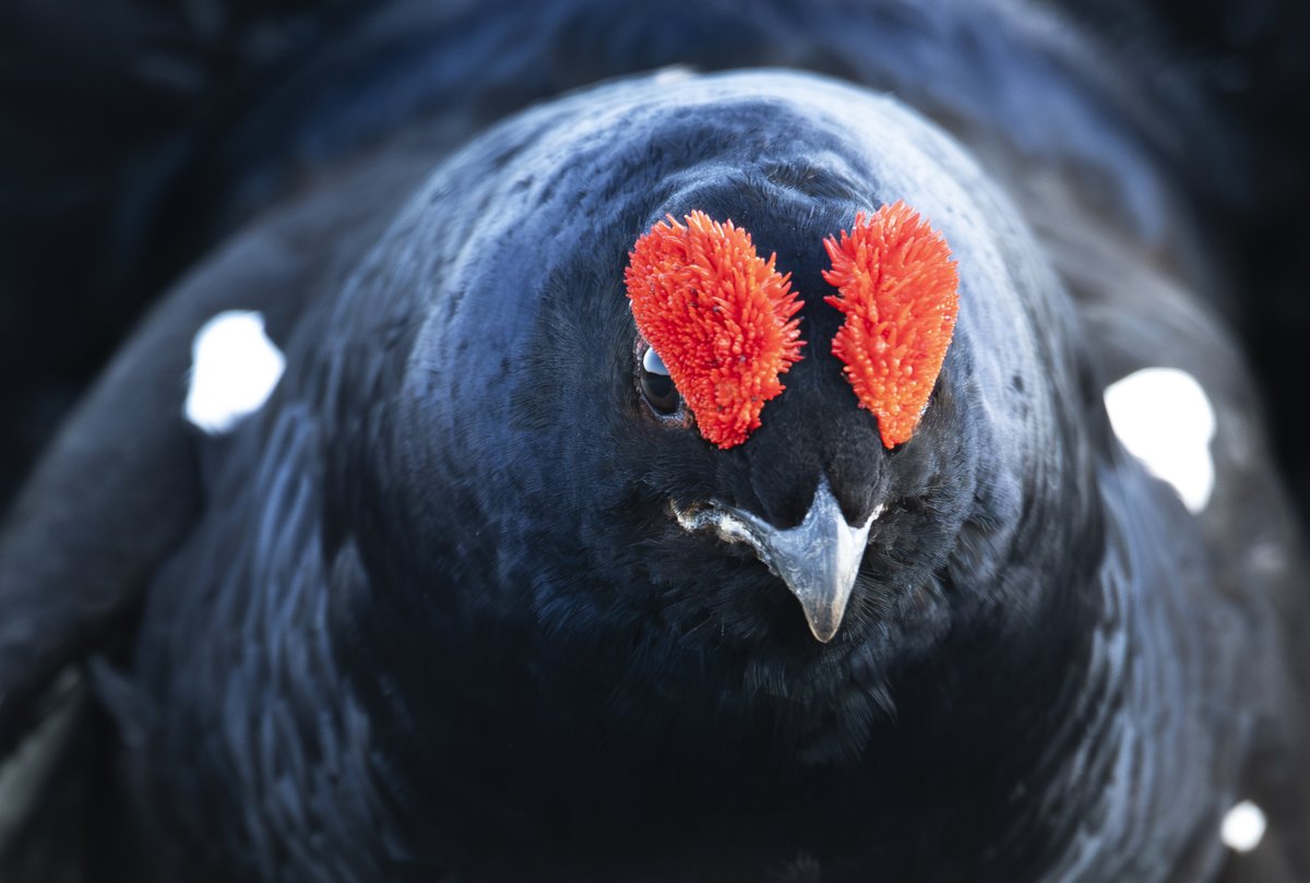 Ben Andrew tweet media