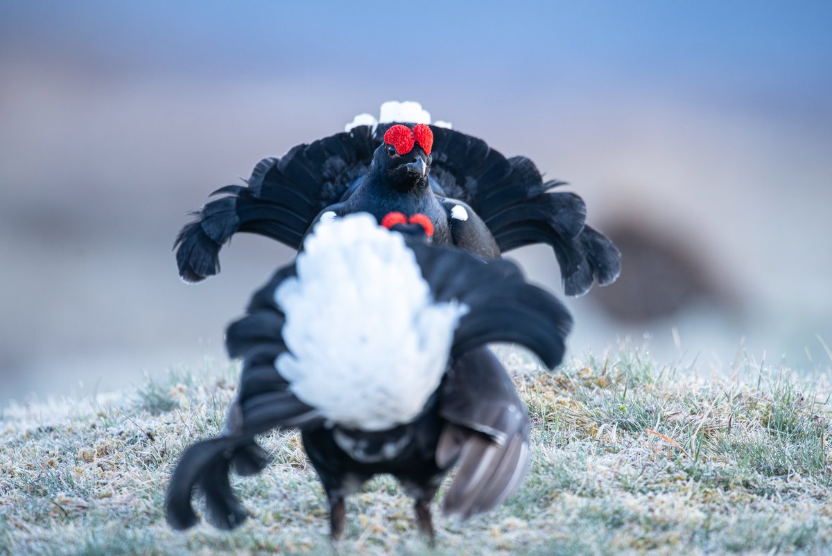 Ben Andrew tweet media