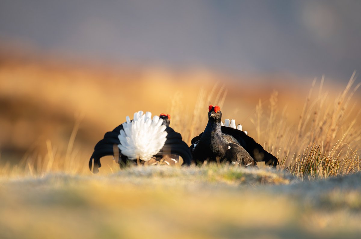 Ben Andrew tweet media