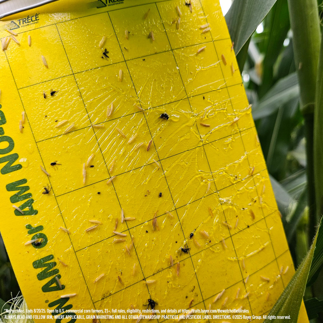 BayerTraits's tweet image. What’s yellow, covered in beetles and could win you an electric cooler?* Your sticky trap. All you need to do is share a picture of your set traps with the tag @BayerTraits and include the hashtags #RootwormWatch and #sweepstakes to enter. Discover how your scout can help you win…