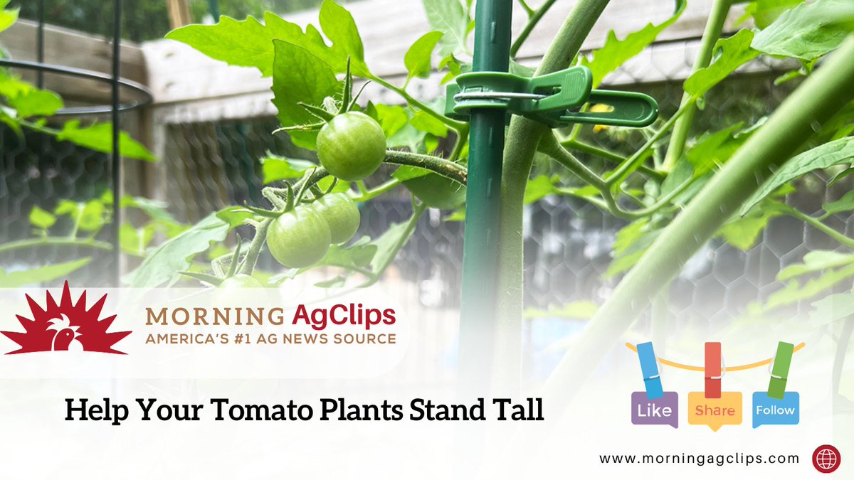 "Because many diseases and insects start at the ground level, using a structured system to keep them away from ground contact is prudent,” Westerfield said. 

Read on: hubs.la/Q03wvdC40

#tomatoplants #tomato #gardeners #garden