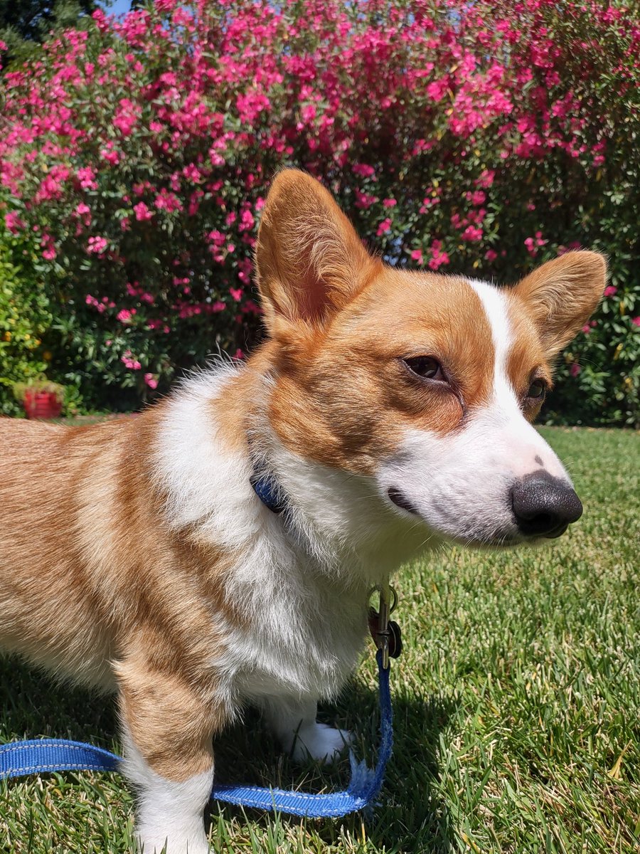 CorgiHugsClub's tweet image. Hello Klennyfans! Klenny took a couple days off of twitter but he's back for Saturday in front of the oleanders! Isn't he cute?! #Klennies