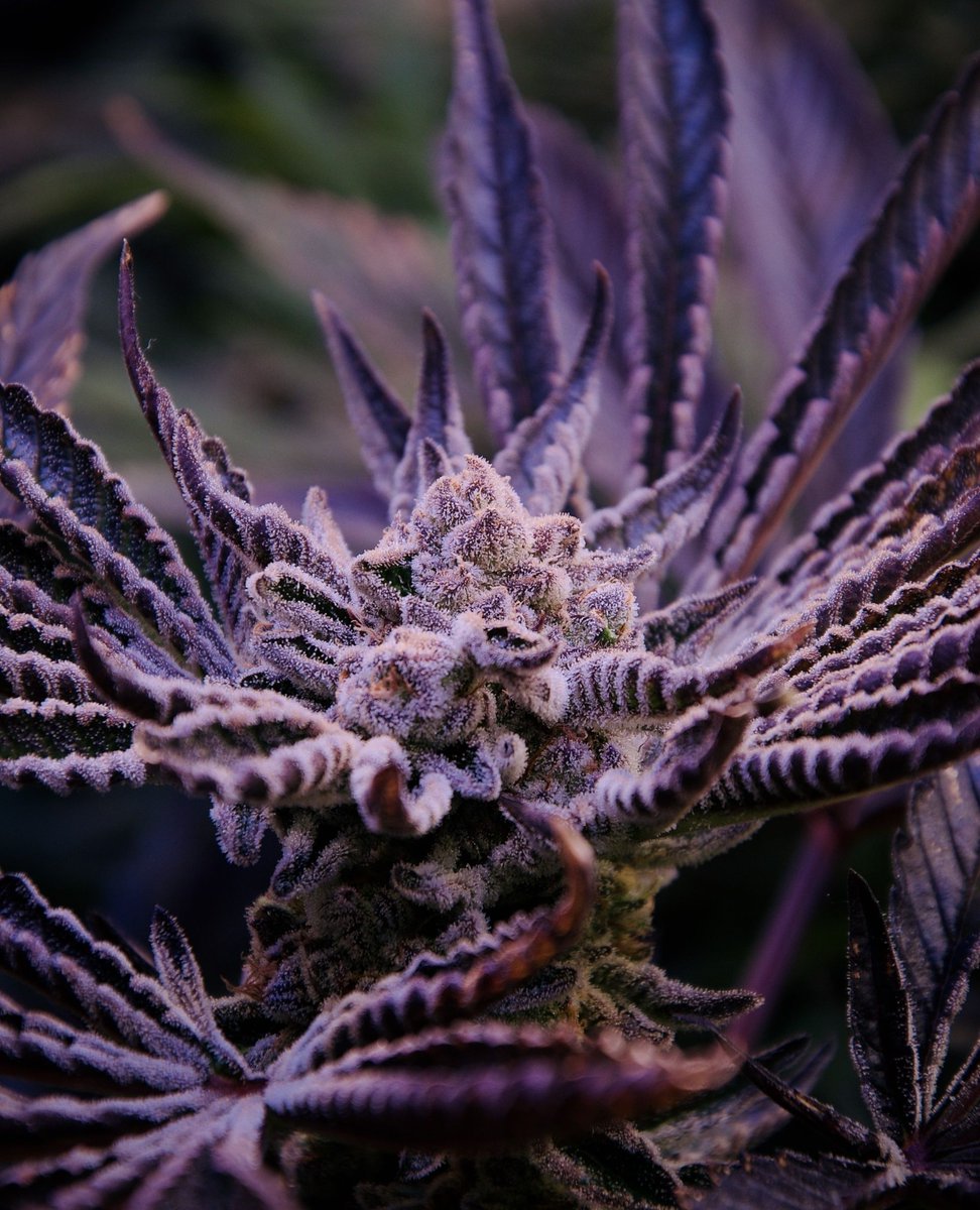 We’re obsessed with this Orange Bud 2.0 by big.chalas🍊🌱
Just look at those dark leaves &amp; frostiness 🔥

Terpy, juicy &amp; packed with orange flavor; she’s a must for old &amp; new-school lovers.

PLUS: She's part of our Summer Fruit Festival, live now!☀️
➡️ tinyurl.com/5dkdywnd