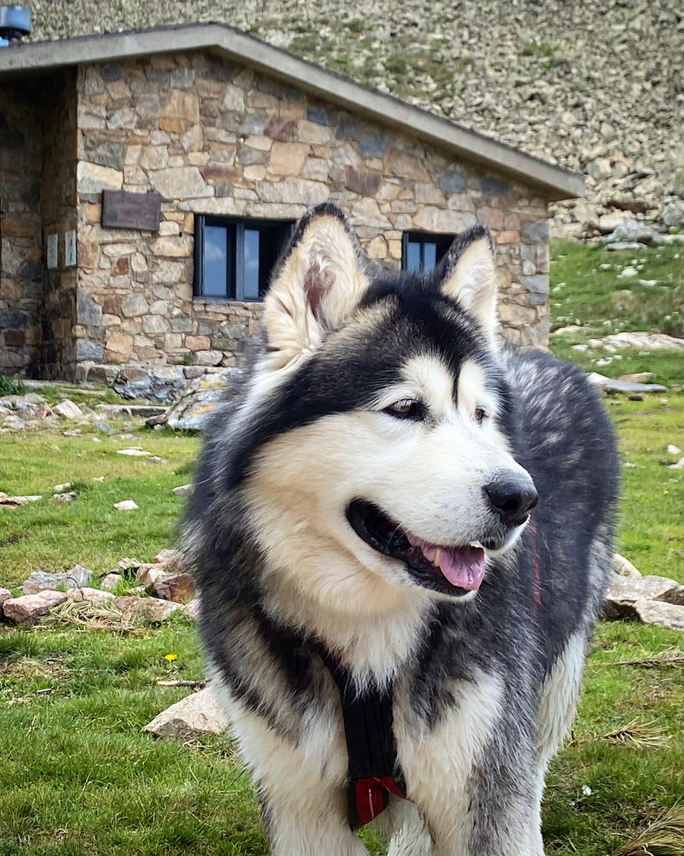 Jordan Alaskan Malamute 🐺🇦🇩 tweet media