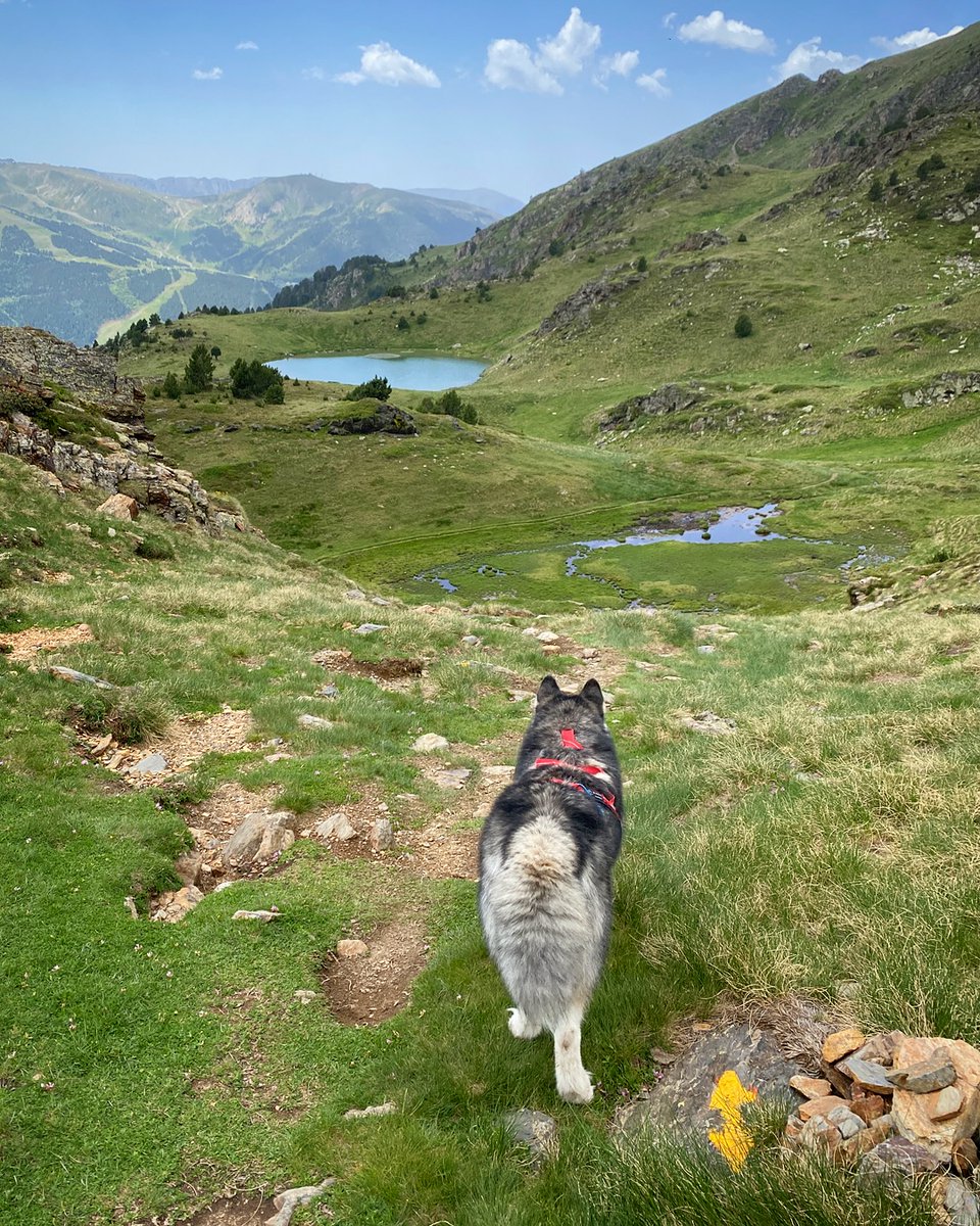 Jordan Alaskan Malamute 🐺🇦🇩 tweet media
