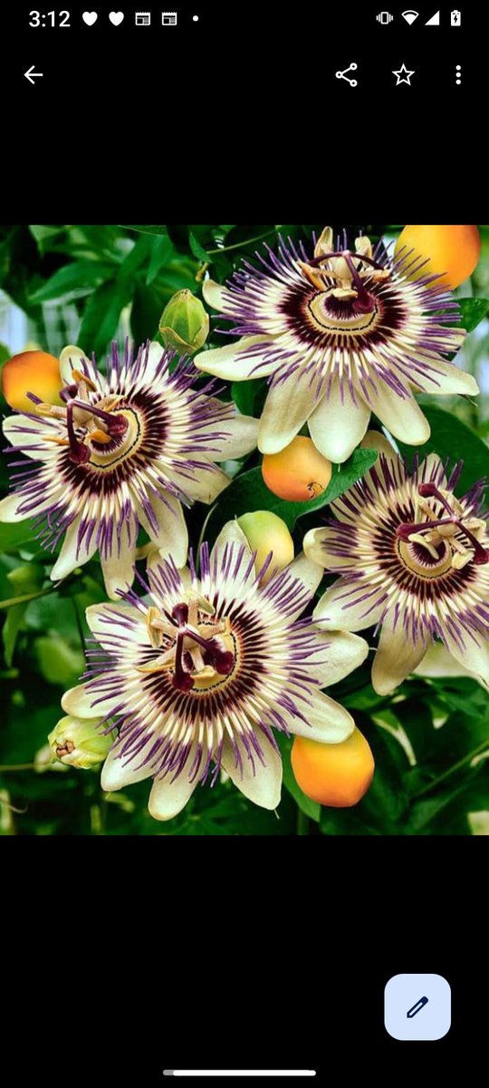 Esta flor se llama pasionaria y cuando era pibe y había zanjas ellas crecían ahí, una belleza! 💕💕