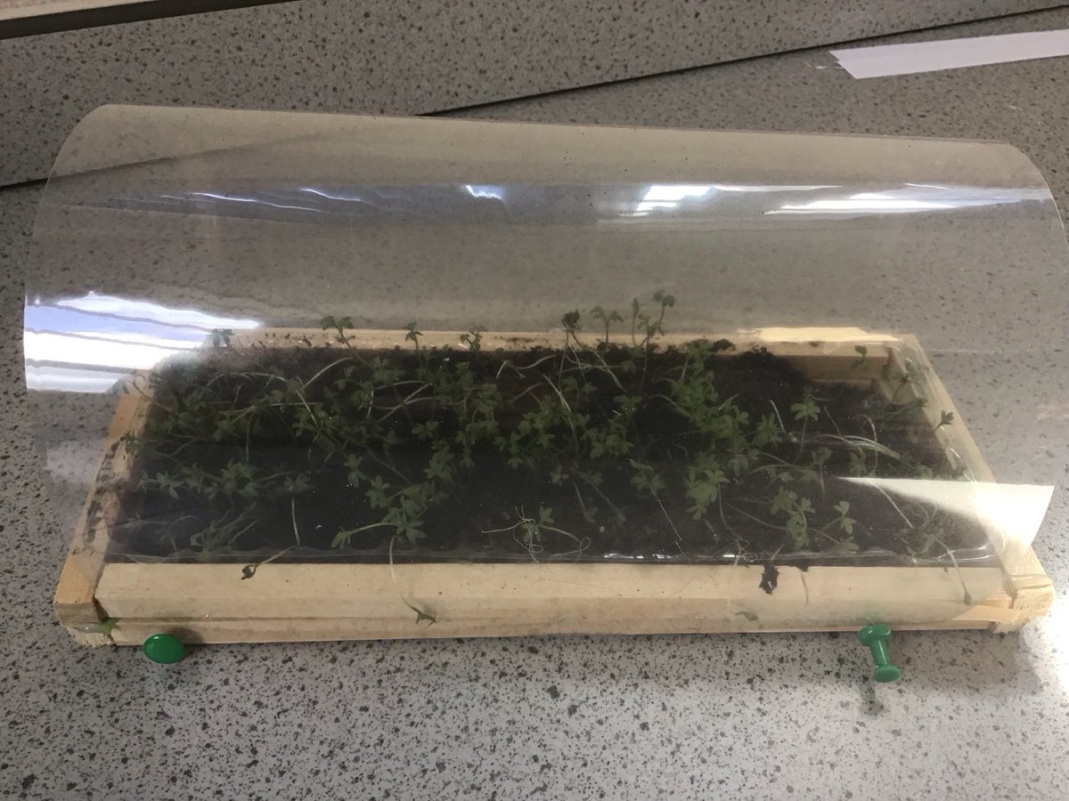 Bolton Brow Academy (@proud2bbrow) on Twitter photo Year 3 designed and built mini greenhouses in DT and then used them to grow cress! Year 3 designed and built mini greenhouses in DT and then used them to grow cress!