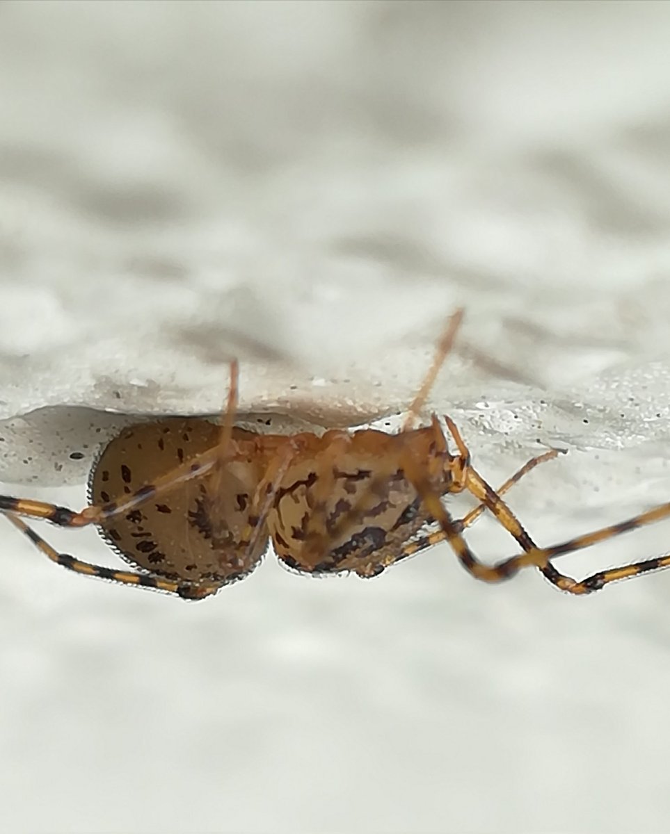 ユカタヤマシログモ Scytodes thoracica #蜘蛛目 クモ亜目 クモ下目 単