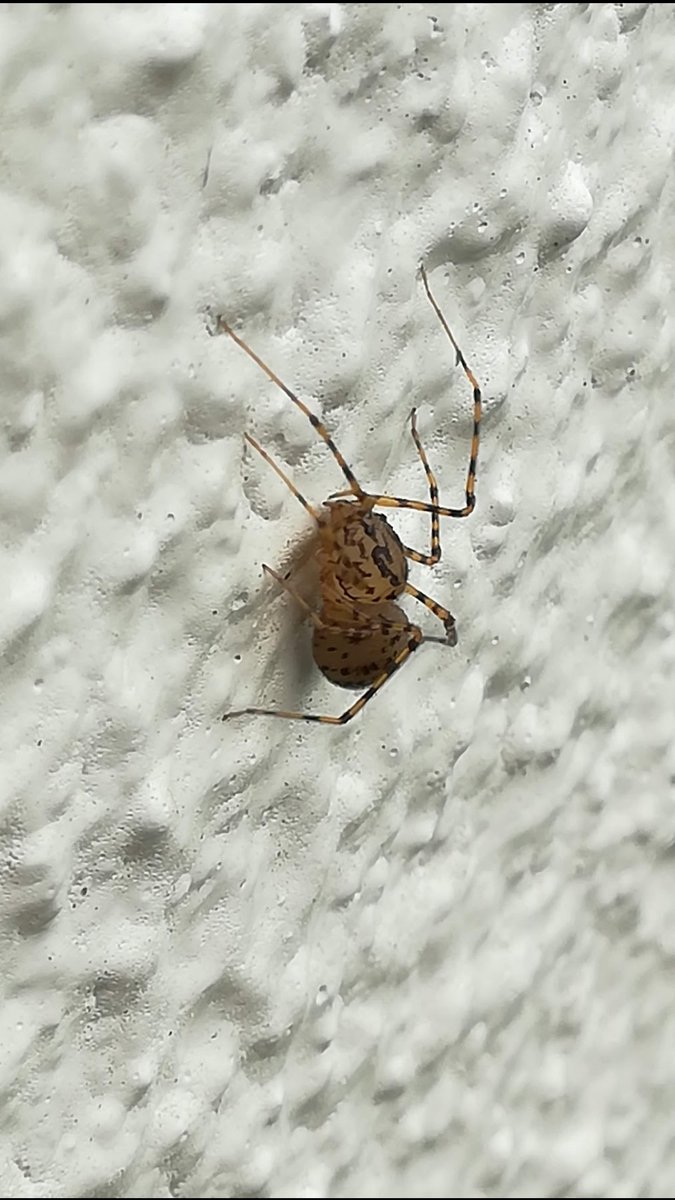 ユカタヤマシログモ Scytodes thoracica #蜘蛛目 クモ亜目 クモ下目 単