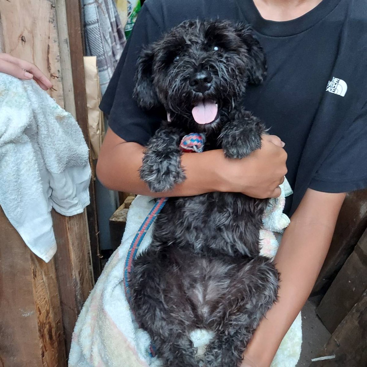 2個セット　シュナウザー 2個セット シュナウザー ミニチュアシュナウザーの子犬を探す