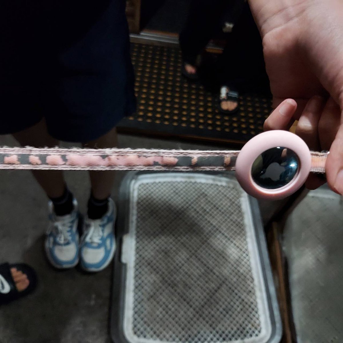 存在感たっぷりのとっても大きいぬぼっとまったりお顔のとても大きいシュナウザー セブン@シュナウザー (@seven__schna) / X