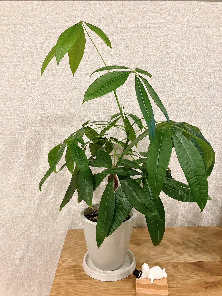 _mn327's tweet image. パキラの成長が早い😳🌴🍃