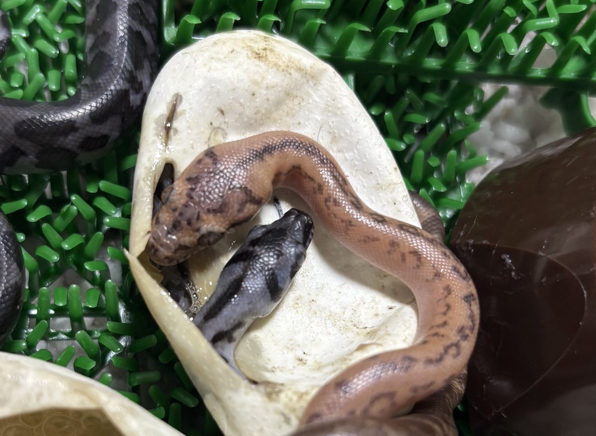 Hypo granite tiger  jaguar

Axanthic jaguar het granite