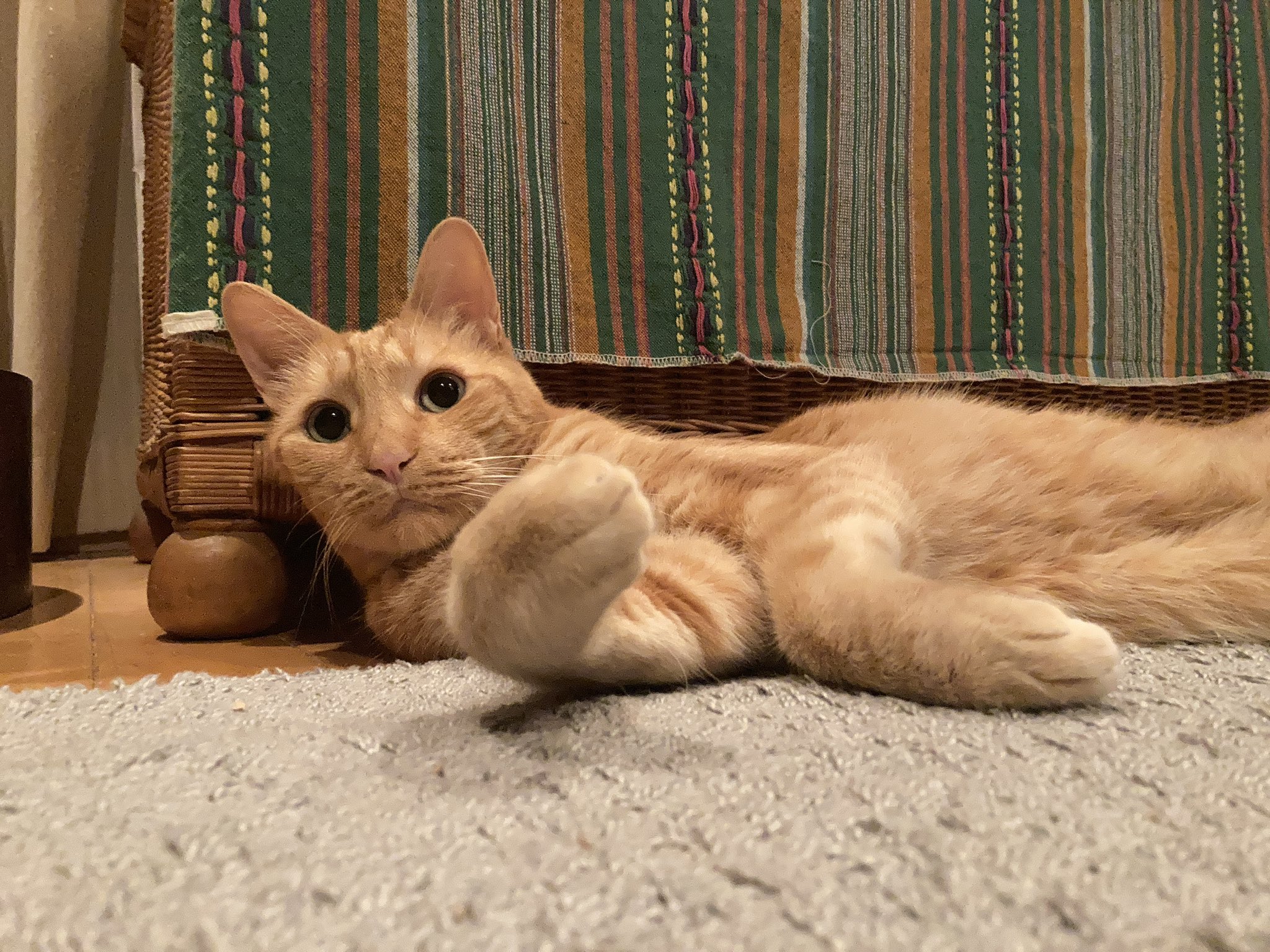 ねこ fit=scale-down,w=1200