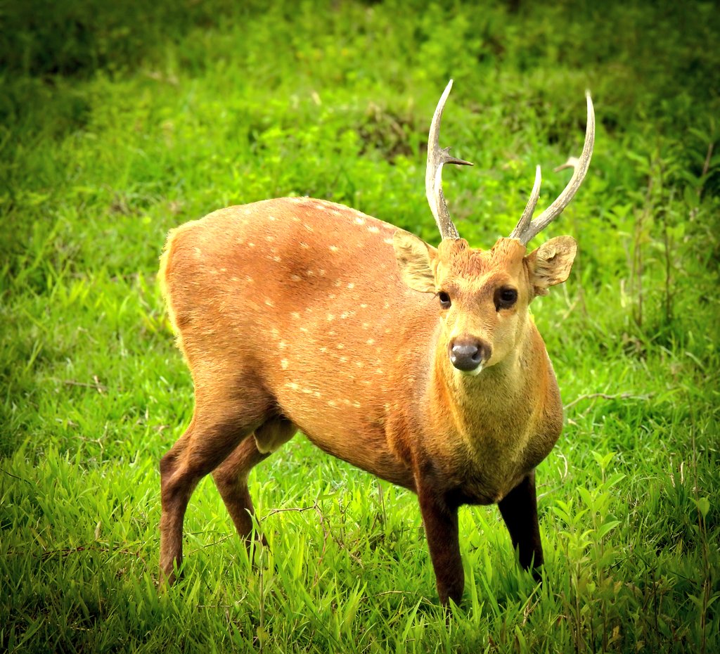 shivgangal_ifs's tweet image. Hog deers once danced and thrived in the floodplains and grasslands from Pakistan to Thailand but now survive only in scattered pockets across India’s riverine grasslands. Conversion of grasslands into agricultural lands and destruction of floodplains throughout their home range…