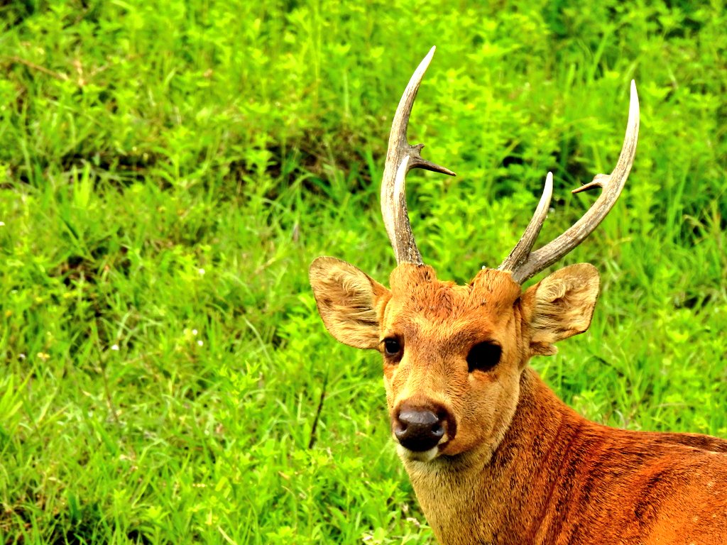 shivgangal_ifs's tweet image. Hog deers once danced and thrived in the floodplains and grasslands from Pakistan to Thailand but now survive only in scattered pockets across India’s riverine grasslands. Conversion of grasslands into agricultural lands and destruction of floodplains throughout their home range…