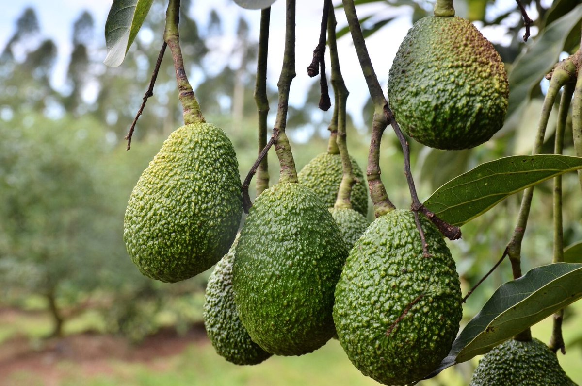 These delicious avocados you're enjoying today, they come from quality seedlings planted and good care given while growing!

If you're looking to start your own avocado farm, don't worry. We have quality seedlings for you!

Kindly let us know!
#YourPartnerInGreener