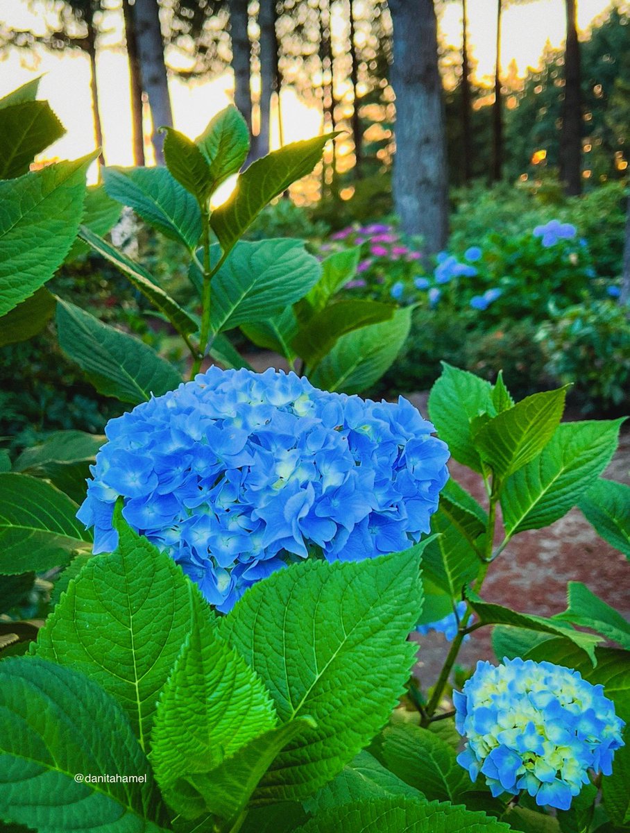 danitahamel's tweet image. Happy Monday everyone!☕️🫖😀👋🏻
I’d love to see your blue captures today.💙🩵
#Blue