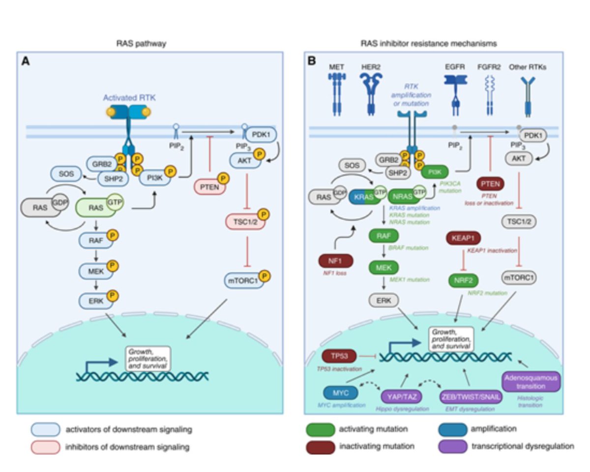 Cancer Discovery (@cd_aacr) on Twitter photo Review: Response and Resistance to RAS Inhibition in Cancer brnw.ch/21wU82x
By <a href="/RYEbright/">Richard Y. Ebright, MD, PhD</a>, <a href="/Julien__Dilly/">Julien Dilly</a>, Alice T. Shaw, and Andrew J. Aguirre
<a href="/DanaFarber/">Dana-Farber</a> <a href="/harvardmed/">Harvard Medical School</a> <a href="/broadinstitute/">Broad Institute</a> Review: Response and Resistance to RAS Inhibition in Cancer brnw.ch/21wU82x
By <a href="/RYEbright/">Richard Y. Ebright, MD, PhD</a>, <a href="/Julien__Dilly/">Julien Dilly</a>, Alice T. Shaw, and Andrew J. Aguirre
<a href="/DanaFarber/">Dana-Farber</a> <a href="/harvardmed/">Harvard Medical School</a> <a href="/broadinstitute/">Broad Institute</a>