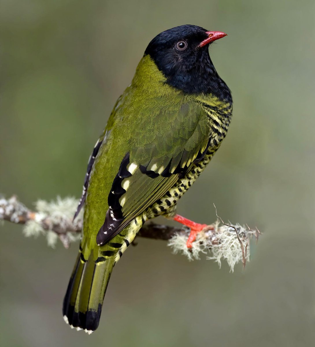 Barred Fruiteater

📷: suraj_ramamurthy (Instagram) ©️🇨🇴

#Colombia