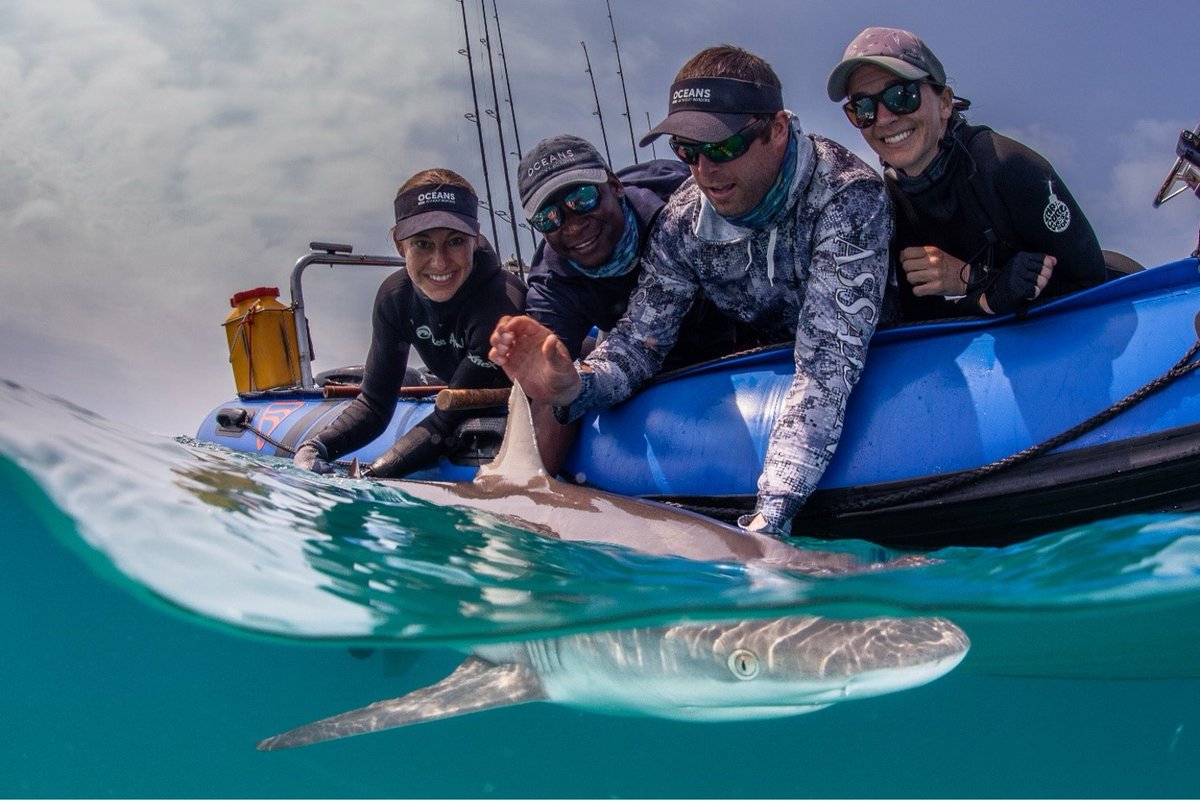 🦈 Happy Shark Appreciation Day!

Today, we’re celebrating the incredible work of Dr. Ryan Daly and his team at the Oceanographic Research Institute in South Africa, who are using acoustic telemetry to track shark migrations across thousands of kilometers of coastline.

Their