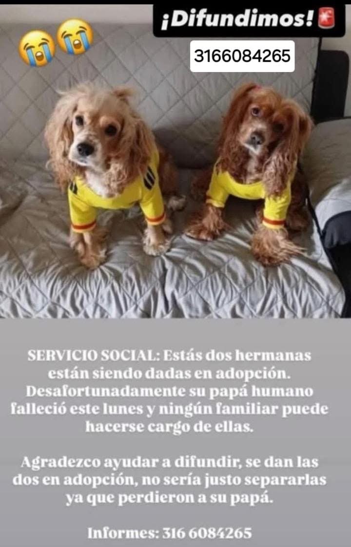 Azula_AHA's tweet image. 💓 Se busca adopción responsable de estas dos hermanitas 💓 Ayudemos compartiendo para que encuentren una linda familia 💓