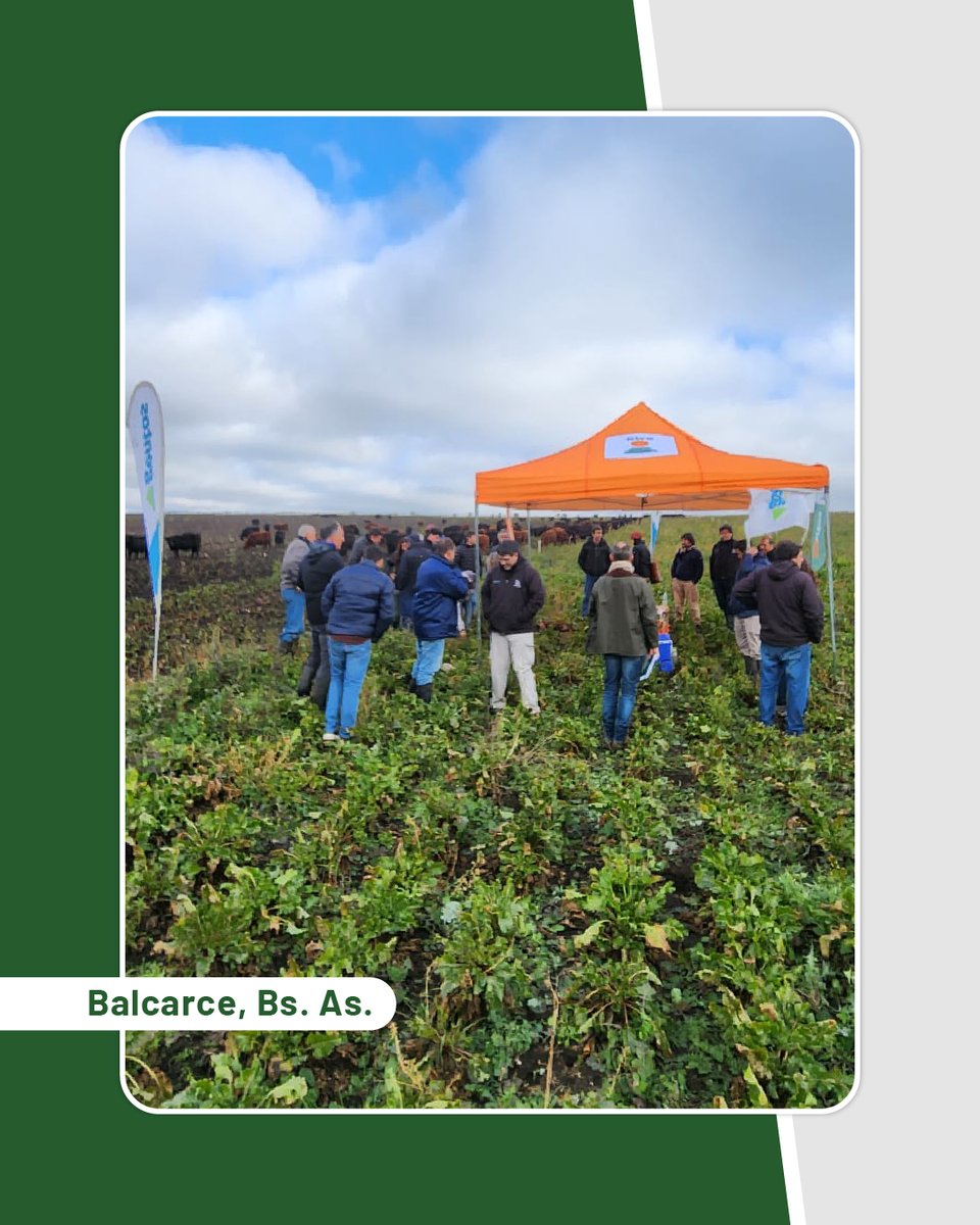 📍Recorrida a Estancia Santa Marta, Balcarce.

Experiencias en #remolacha forrajera🫜 trabajando junto con <a href="/GentosArg/">Gentos Argentina</a>  en el desarrollo revolucionario de este cultivo.