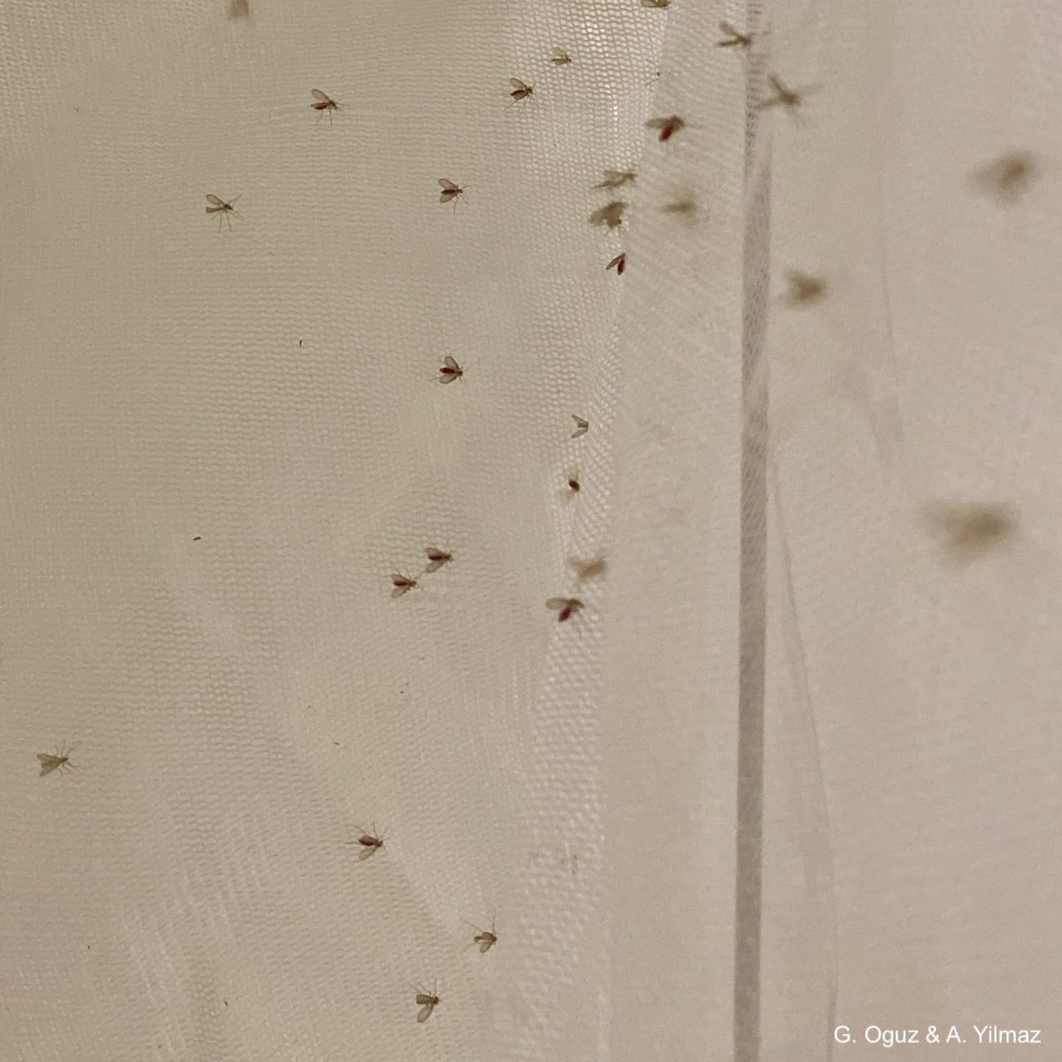 CLIMOSproject's tweet image. ๐๐ก๐ฒ ๐ญ๐ก๐ ๐๐๐๐๐๐ ๐ฉ๐ซ๐จ๐ฃ๐๐๐ญ ๐ข๐ฌ ๐ฆ๐จ๐ซ๐ ๐ข๐ฆ๐ฉ๐จ๐ซ๐ญ๐๐ง๐ญ ๐ญ๐ก๐๐ง ๐๐ฏ๐๐ซ
We are experiencing record-breaking heatwave ๐ก๏ธ๐ฅ
๐ฏ CLIMOS is dedicated to understanding how environmental factors influence sand fly populations and the diseases they transmit (#SFBDs)