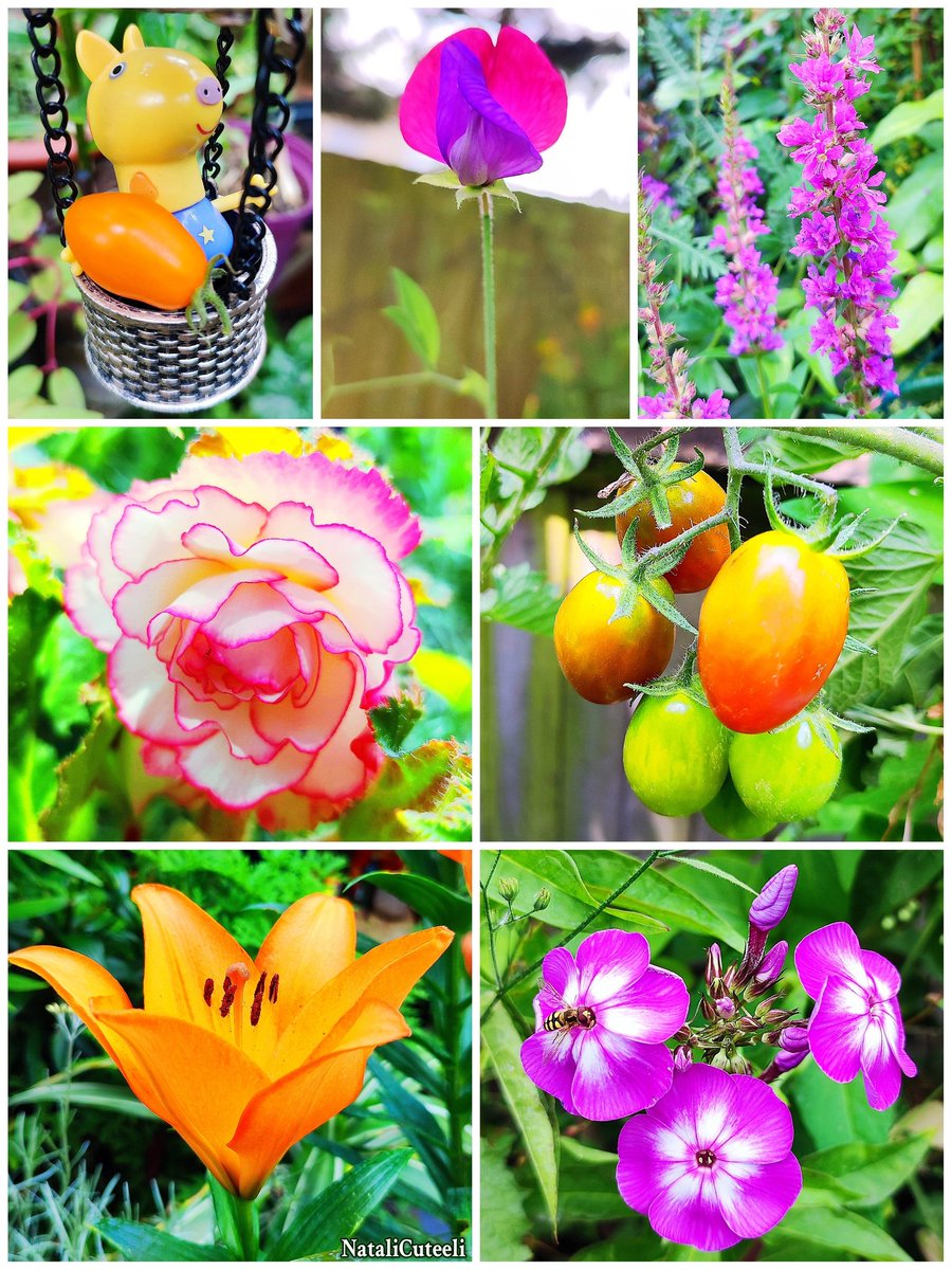 Greetings from one small garden! 🤗
Have a great week everyone! 😉
🌿🦋🌿🍅🌿🌸🌿🍅🌿🦋🌿
#cuteeli #art #nature #NatureBeauty #NaturePhotography #positive #cute #floriculture #garden #bloom #plants #flowers #gardening #tomatoes #pretty
