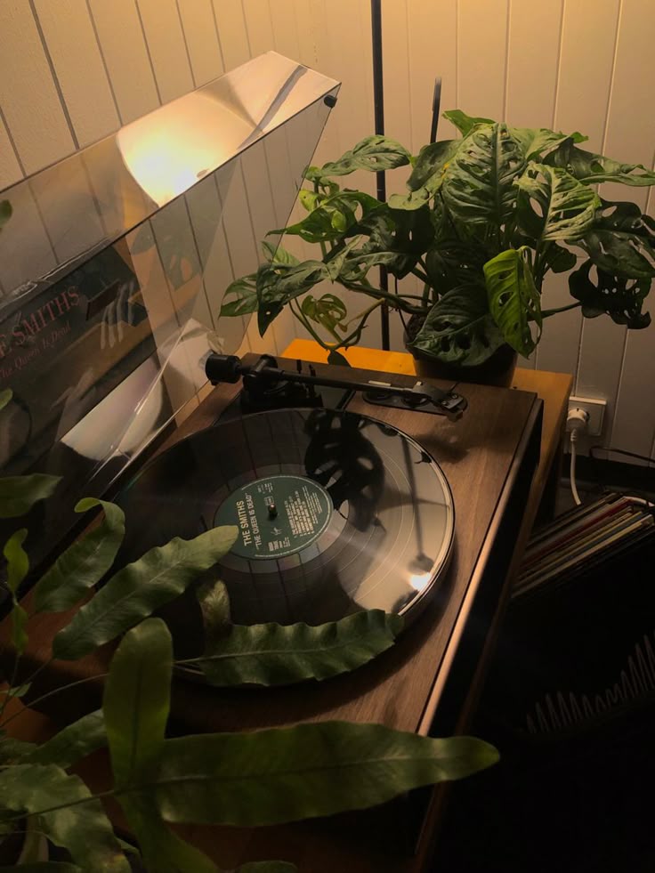 Я настолько одичал, постоянно находясь среди растений, что мне стало мерещиться всякое.. Включил сейчас музыку и показалось, что растения начали колебаться в такт..