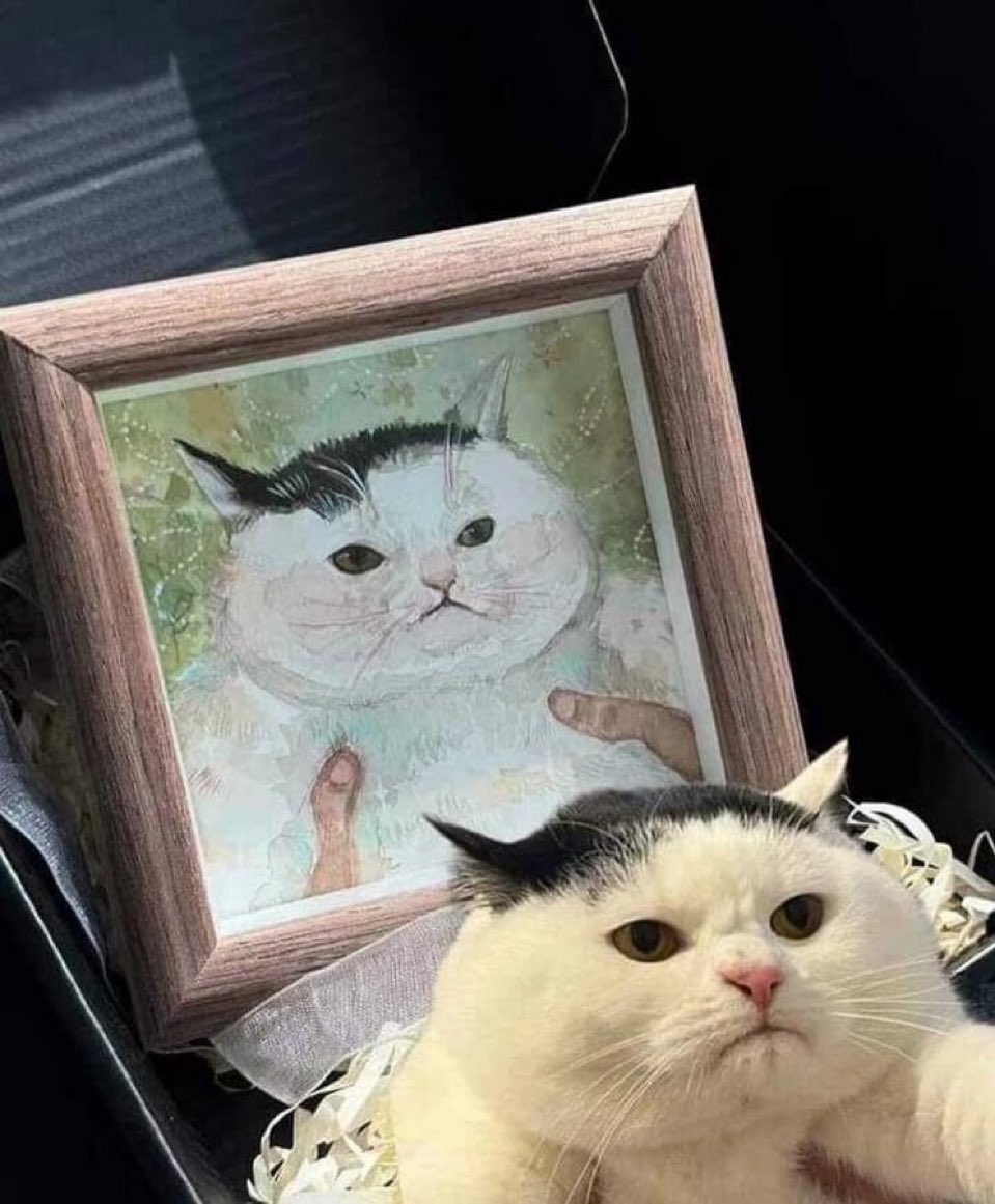 contents that ll heal your depression 🌻 (@catshealdeprsn) on Twitter photo 