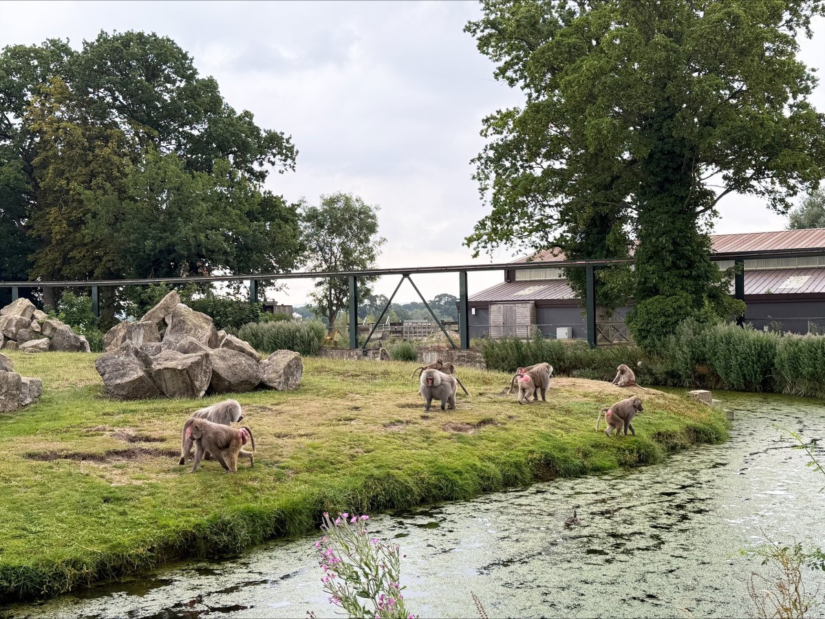 ASCHC_COLLEGE's tweet image. Today Years 9 and 10 have been on a rewards trip to Flamingo Land. A fun day has been had enjoying the rides and seeing all of the animals.