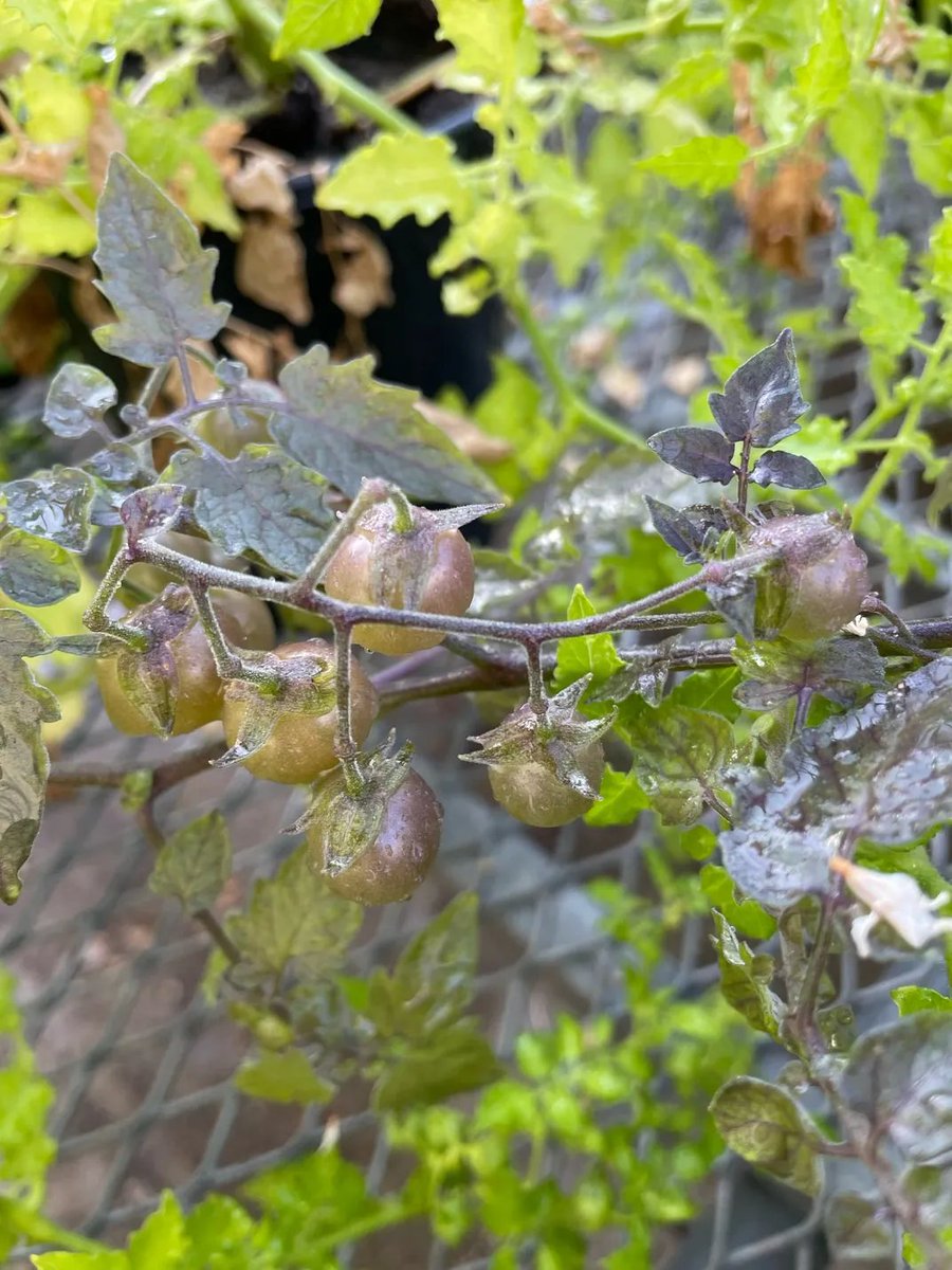 DanielNorero's tweet image. "Reverse #Evolution ": Some #tomatoes 🍅 growing on the Galápagos Islands appear to be going back in time by producing the same #toxins their ancestors did millions of years ago smithsonianmag.com/smart-news/som…