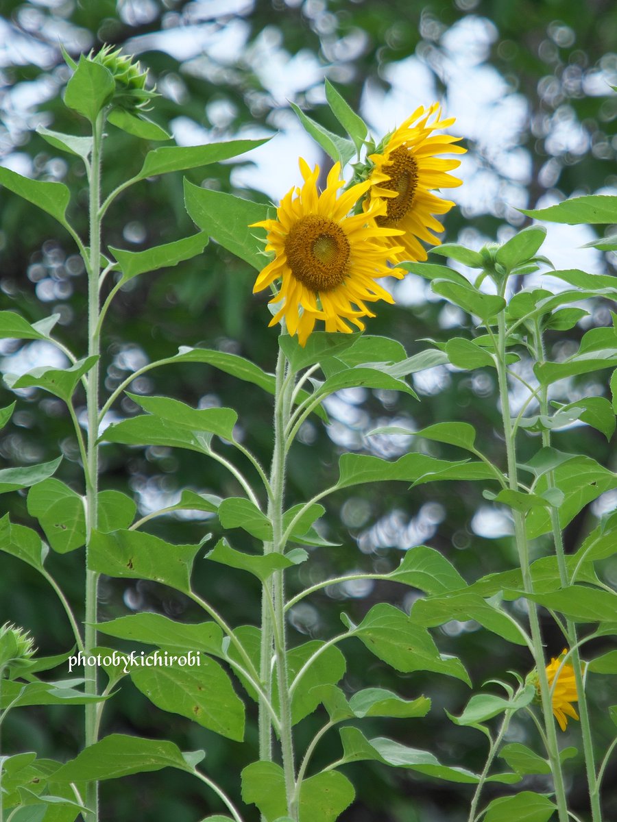 今日はひまわりの日

綺麗に咲いていました

#タンタンのひまわり
#ひまわり
#神戸市立王子動物園　#王子動物園