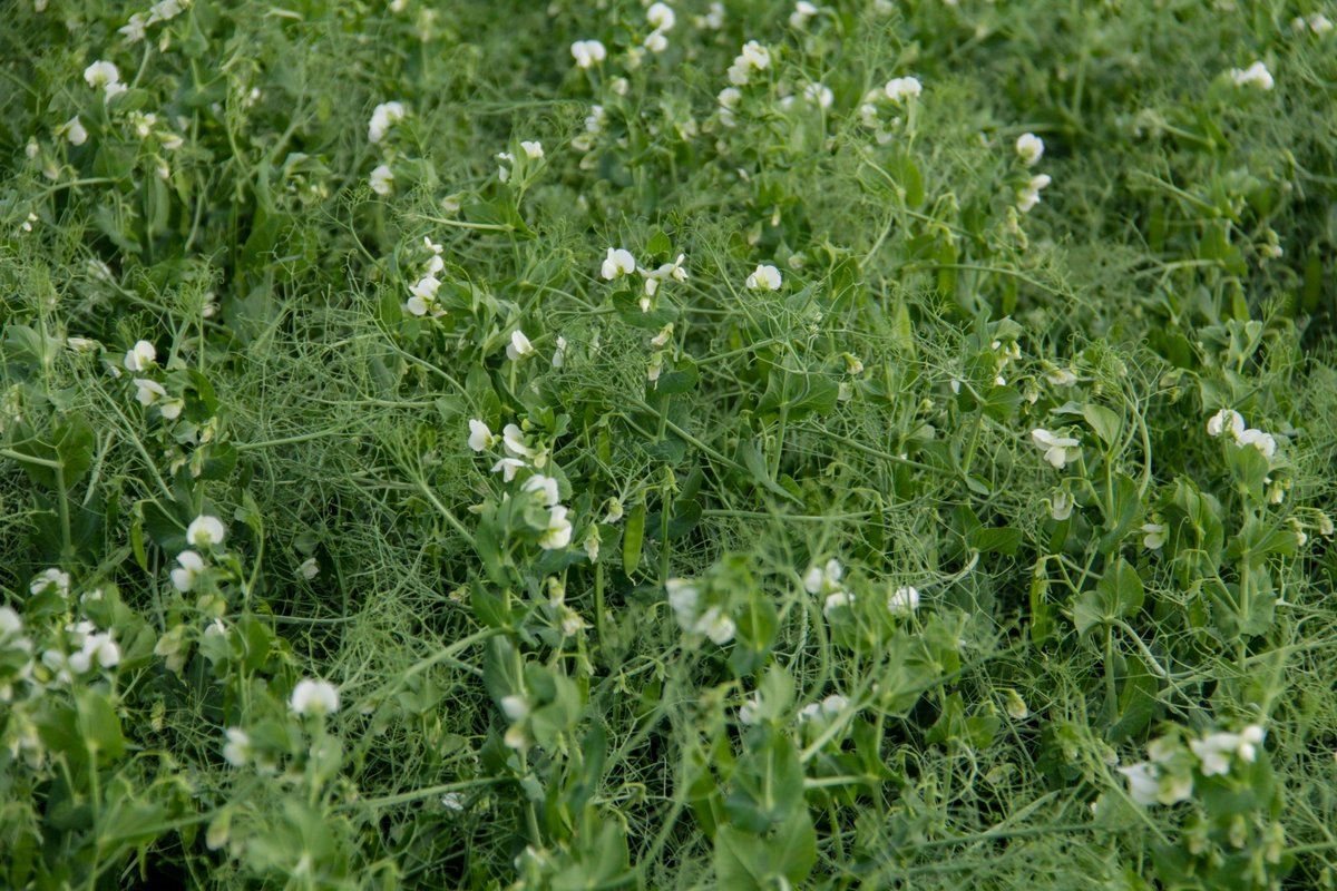 This year, here at True Seeds Ltd, we will be launching two varieties of #greenpeas in 2026. CDC Huskie pea &amp; CDC Rider pea. If you want to know more about these two varieties please contact Chelsea at 780-777-5885

#choosecertifiedseed #greenpea #farmingalberta