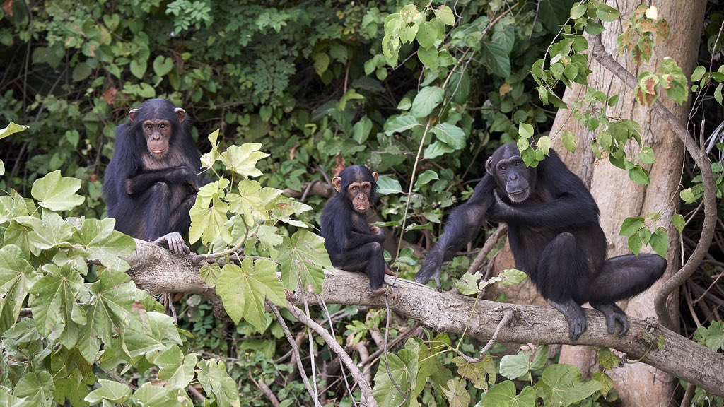 UPDATE: Today is World Chimpanzee Day! 

In honor of humankind’s closest living relative, #WorldChimpanzeeDay is a celebration of an extraordinary species: chimpanzees!

On July 14, 1960, Dr. Jane Goodall arrived in what is now Gombe National Park, Tanzania, to start her