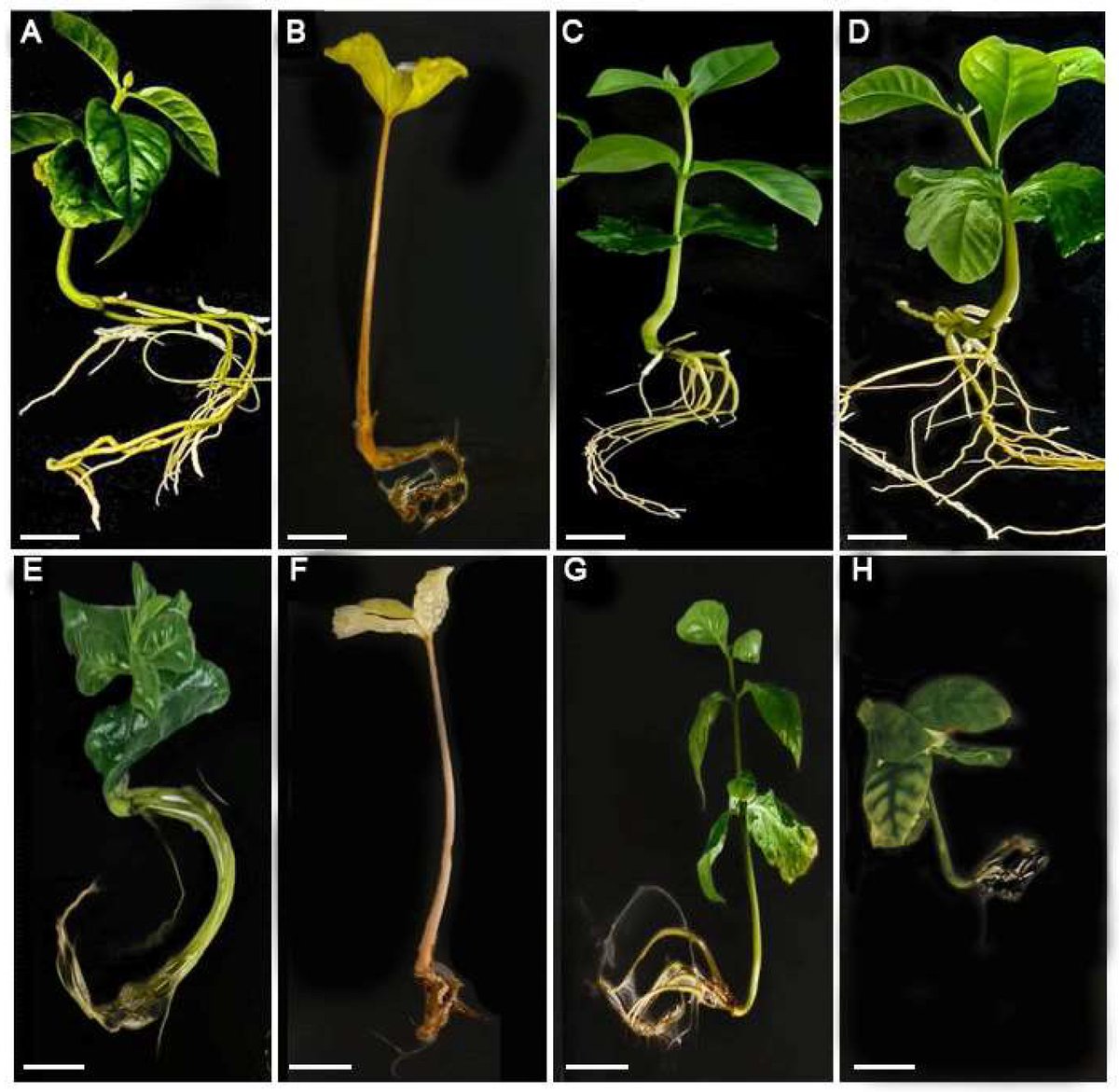 Plants_MDPI's tweet image. ☕ Did you know red light can boost coffee seed germination?

A #TopViewed Plants study finds Coffea arabica seeds respond best to red and white light in vitro—paving the way for improved micropropagation 🌱

🔗 brnw.ch/21wU83W

#PlantBiotech #CoffeeScience #InVitro
