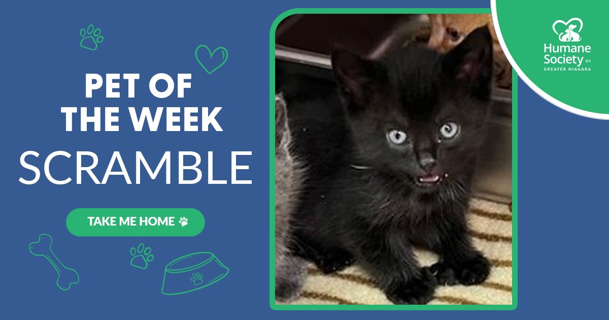 ✨ Scramble is 2 months old and sweet as can be. 🐾
With black fur and bright blue eyes, he’s playful, curious, and always ready for a cuddle. This little guy will melt your heart. 💙
adopt.adopets.com/pet/5e359aba-0…
#HSGN 
#AdoptDontShop 
#foreverhome 
#humanesociety 
#kittenlove
