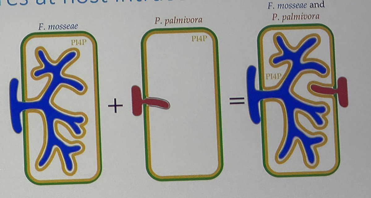 Mahmut Tör (@mahmuttor) on Twitter photo Informative talk by <a href="/dromius/">Sebastian Schornack</a> How do plants manage both a symbiont and a pathogen in the same cell?
Identical interfaces, opposite outcomes.
Is it about spatial control, membrane identity, or effector logic?
📍 #ISMPMI2025 Informative talk by <a href="/dromius/">Sebastian Schornack</a> How do plants manage both a symbiont and a pathogen in the same cell?
Identical interfaces, opposite outcomes.
Is it about spatial control, membrane identity, or effector logic?
📍 #ISMPMI2025