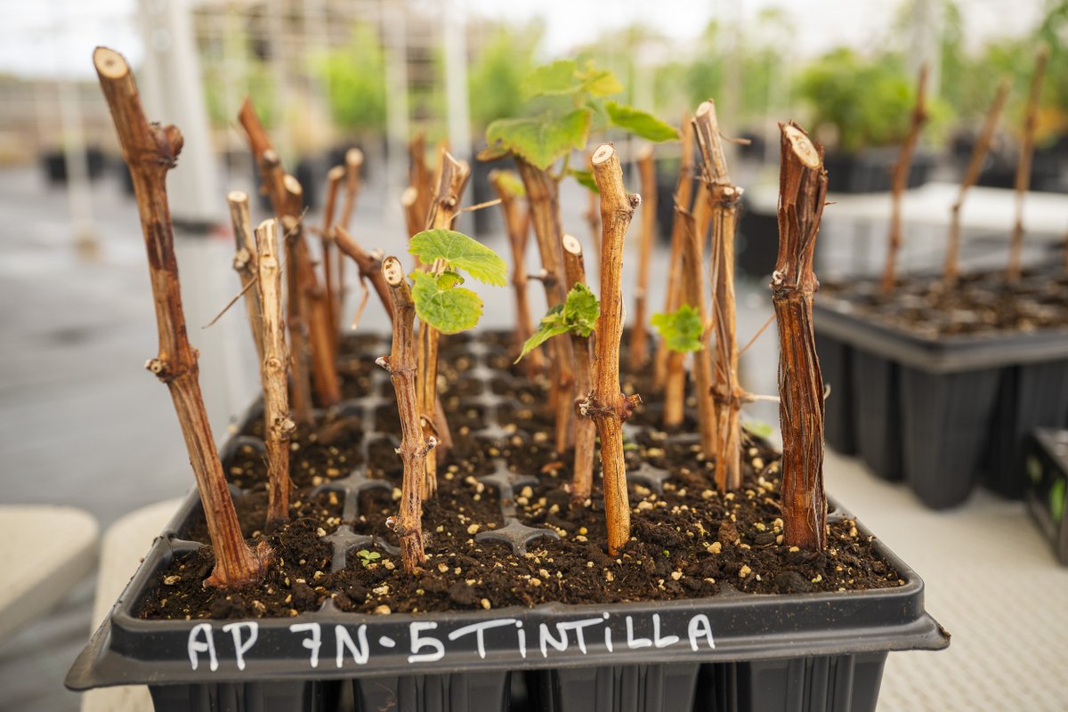 Hoy visité un vivero particular de La Granja Agrícola Experimental del Cabildo de Gran Canaria. Con la puesta en marcha por parte del primer y único vivero multiplicador o clonador de viña de Canarias entregaremos al sector vitivinícola hasta 15.000 varas. al año libres de virus