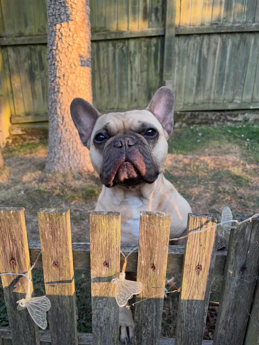 TheFrenchie123's tweet photo. This French bulldog is on guard duty, keeping an eye on the world beyond the fence! 🐶 What do you think he sees? Let us know in the comments! #FrenchieLove #DogWatch #Pawtastic https://t.co/2E6Bkrawcc