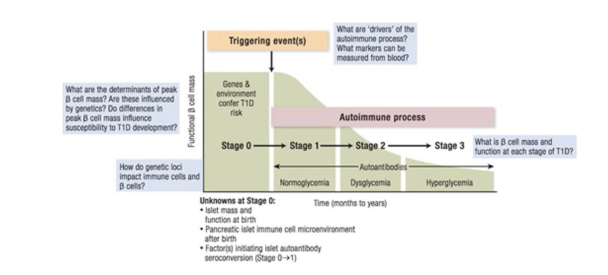 A new article in The Journal of Clinical Endocrinology &amp; Metabolism, led by Dr. Aaron W. Michels and co-authored by Dr. Todd Brusko, Dr. Carmella Evans-Molina, Dr. Dirk Homann, Dr. Sarah J. Richardson, and Dr. Alvin C. Powers, outlines key research priorities for advancing our